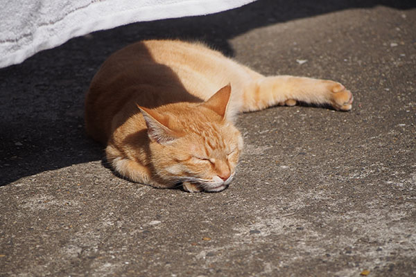 sora outside relaxing