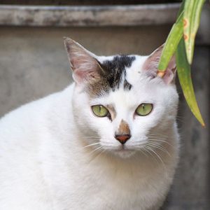 aurora face