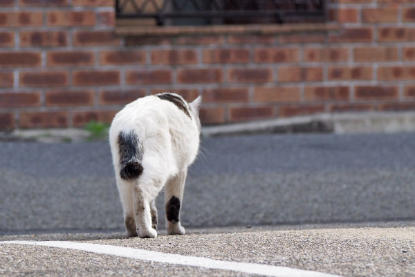 ゆっくりと歩きだすしろまる