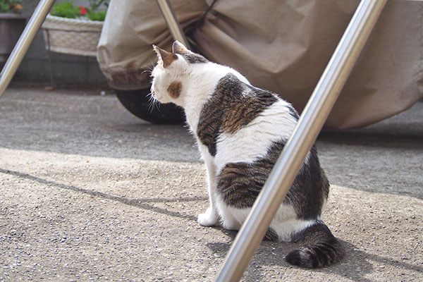 セイ　ずっとしろまるを見てた