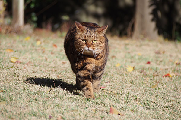 kuratan walking