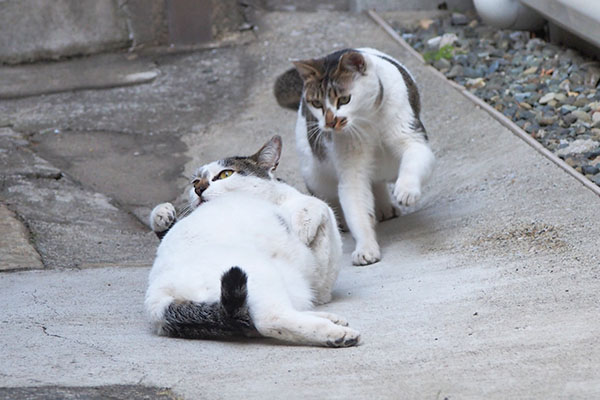 まちきれないセイの手が