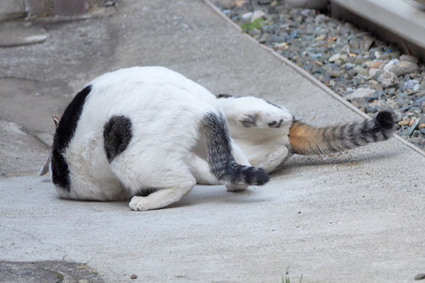 押さえ込むしろまる