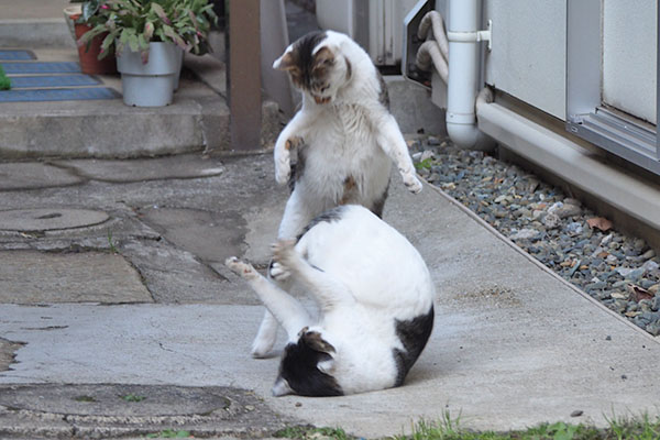 立ち上がるセイ転がるしろまる