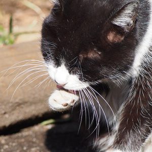 pochi grooming closeup