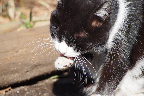 pochi grooming closeup