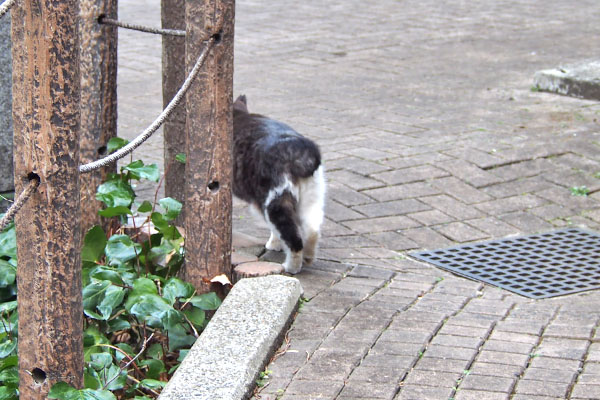 去って行く　タンタル