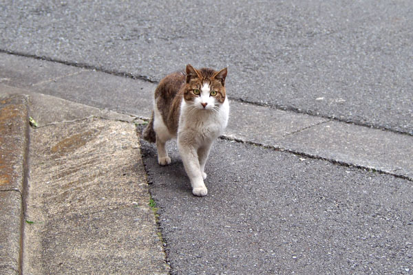 右を見ると初見の猫が