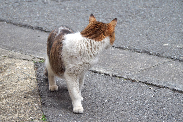 キジ白君　後ろをチェック