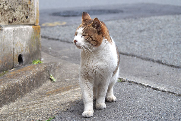 キジ白君　ナリコの居る方を見る