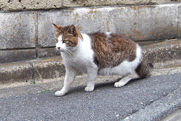 キジ白君の横を歩く