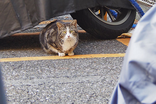 まるこ　居た