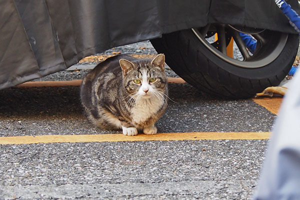 まるこ　ずっと見てる