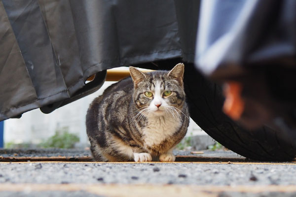 まるこ　撮るヒトが気になる