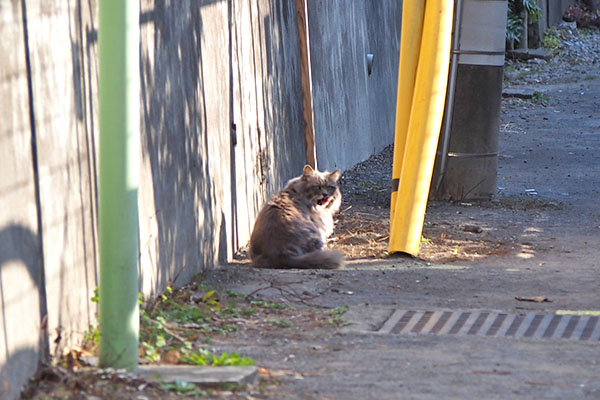 マフ　遠くで休憩しつつ見てる