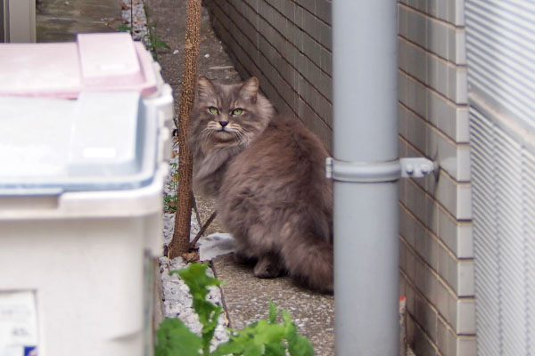 マフ　行こうとしてたのに