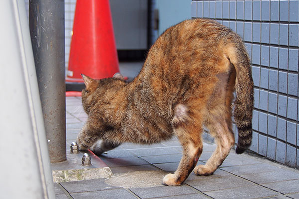 ヴェルデ　伸び　内股にはげ