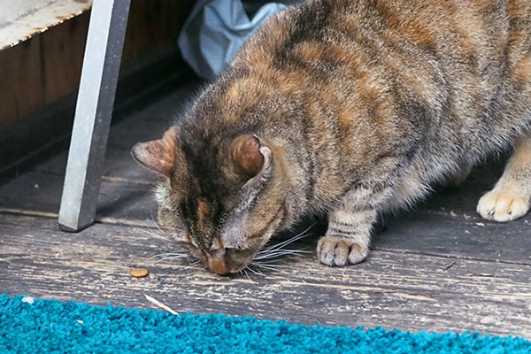 ヴェルデ　食べる３