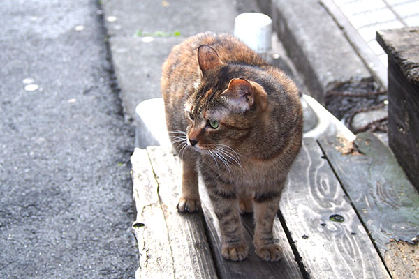 ヴェルデ　きれいな顔で