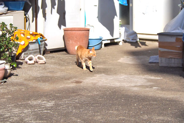 ソラちゃん　出て来た