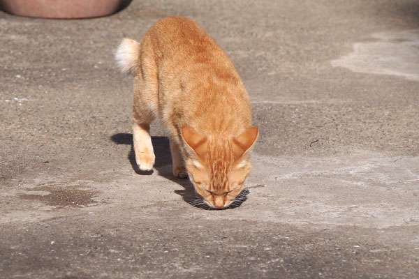 ソラちゃん　地面をくんくん