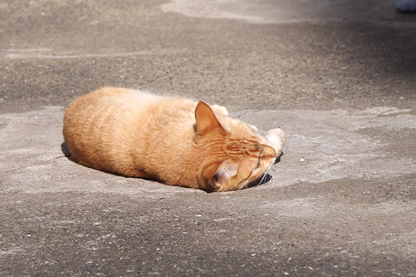 ソラちゃん　ほけら