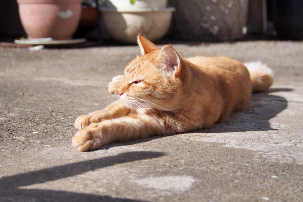 ソラちゃん　前足伸ばして