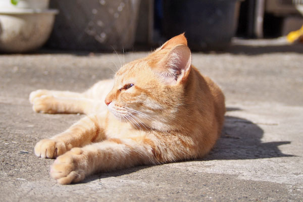 ソラちゃん　誰かを見てる