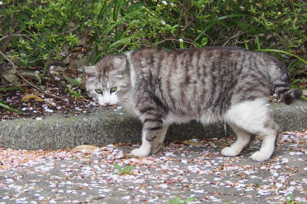 クロム　咥えてる