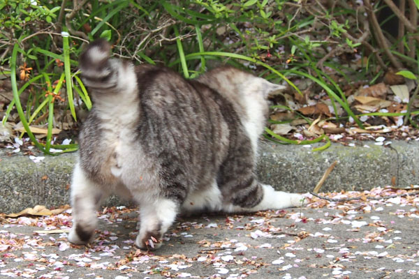 クロム　トカゲを押さえる