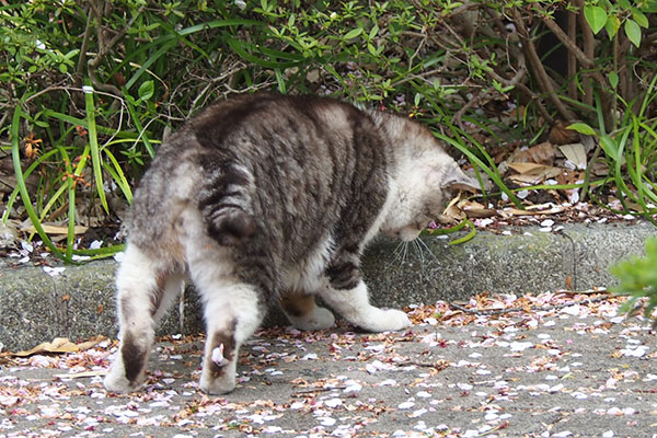 クロム　トカゲに夢中