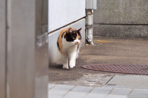 れもん　塀を下り来てる