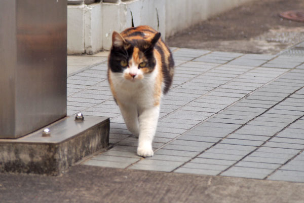 れもん　分かってますにゃ