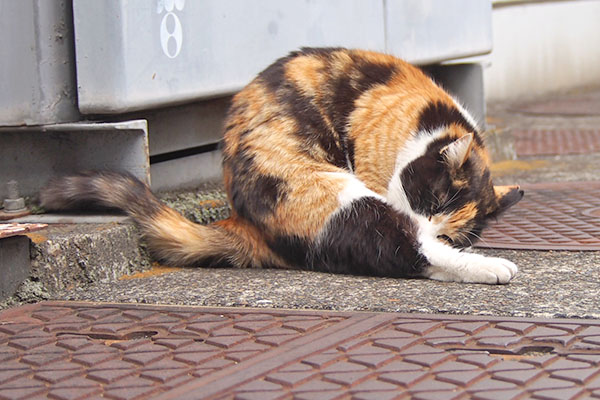 れもん　転移行動か