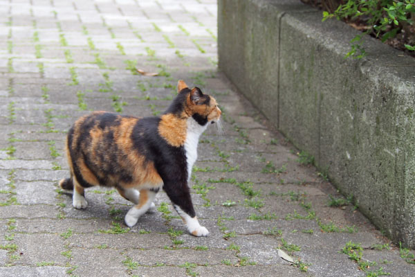 ミクがひょっこり現る