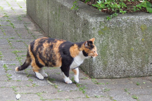 道路を見る　ミク