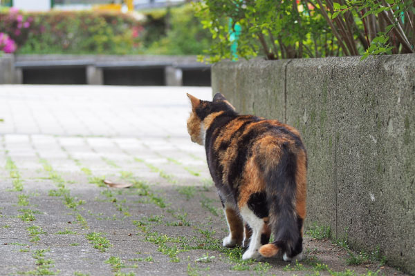 ミク　誰かを待っているみたい