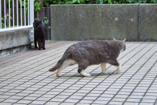 オット　低い姿勢で歩く