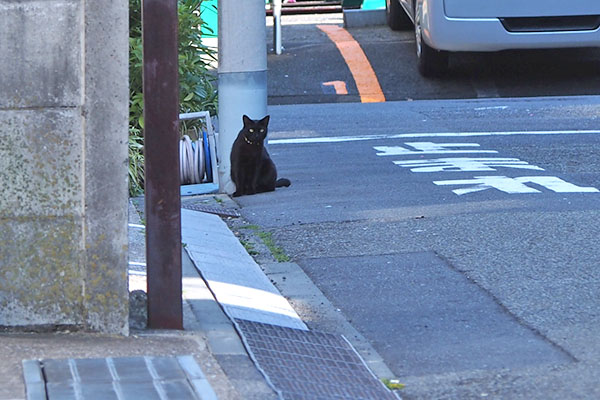 モノタもしろまるを確認