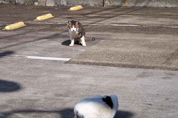 取り残されし　コルビ