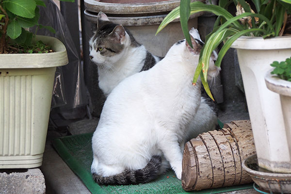 ケイとオーロラ　クロスシフトで視線を外す