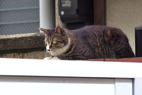 アシメ　何かを見てる