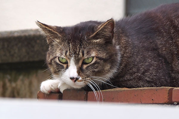 アシメ　見た事ない猫さんにゃ