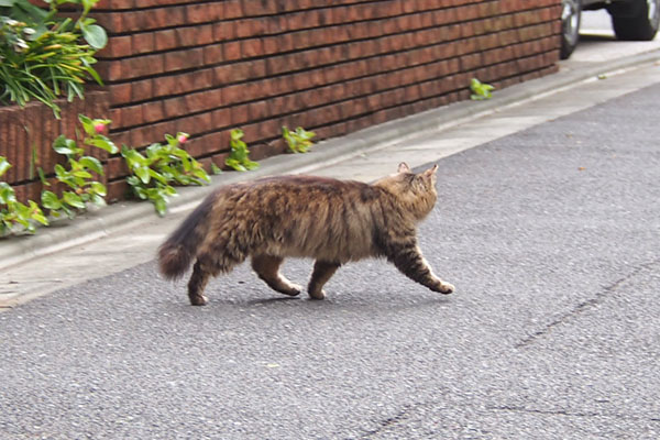 くり坊　歩く