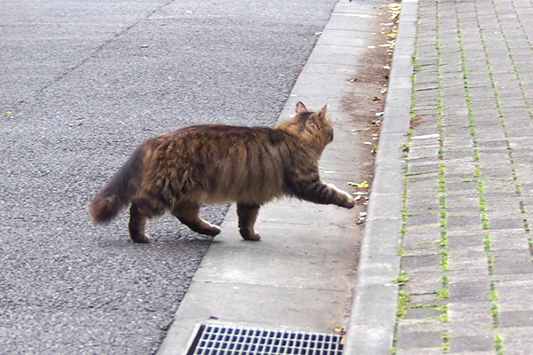 くり坊　歩く２