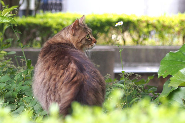 kuribou sitting