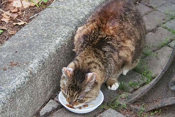 フォックス　カリカリ食べて