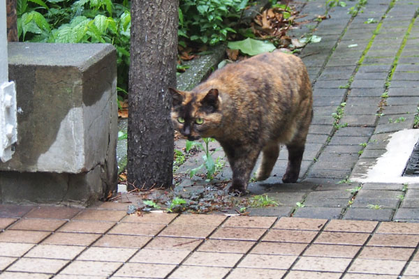 ロミ　定位置を目指し