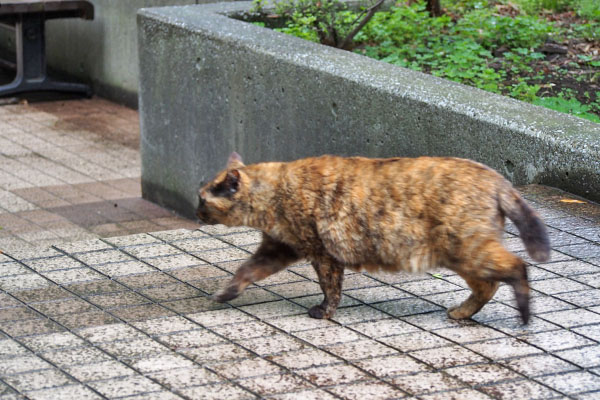 ロミ　あと2メートル