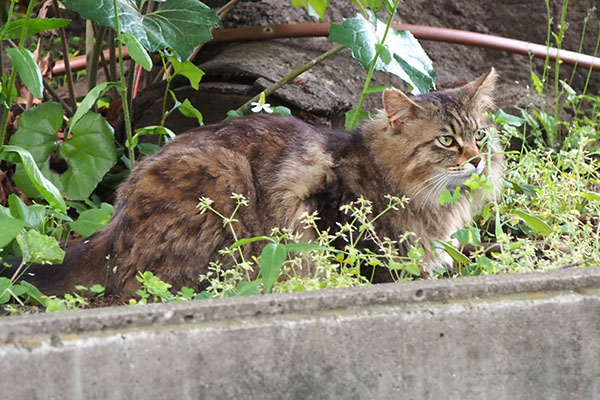 様子見中　くり坊